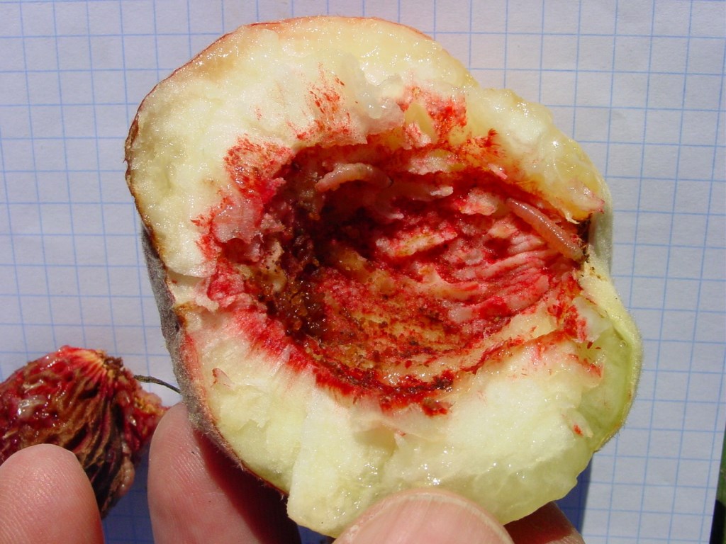 Pfirsichwickler WeinzMU.JPG